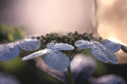 カップルプラン