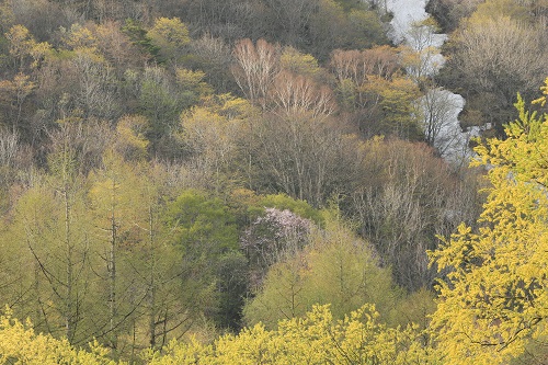 ファミリープラン